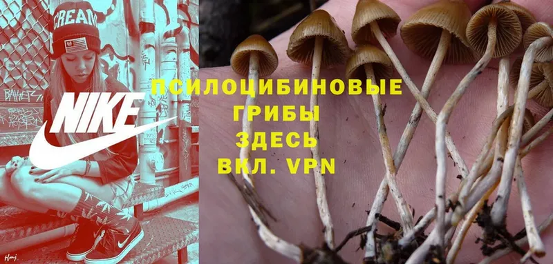 хочу наркоту  Каменск-Шахтинский  Псилоцибиновые грибы Magic Shrooms 